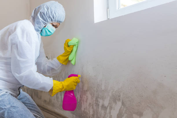 Best Mold Removal for HVAC Installations in Keene, TX