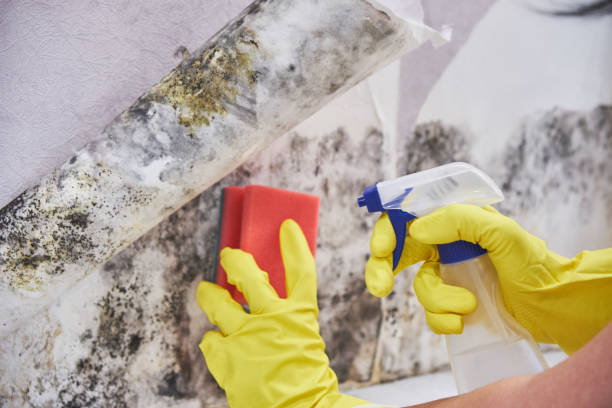 Best Air Quality Testing for Mold Spores in Keene, TX